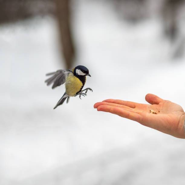 Motivating Birds