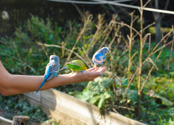 Motivating Birds