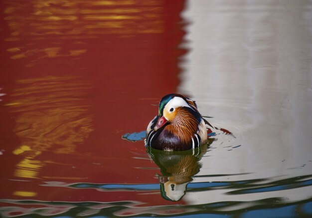 Motivating Birds